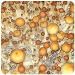 Псилоцибиновые (галлюциногенные)  грибы Psilocybin "Golden Teacher" в Реже
