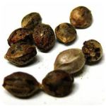 Семена марихуаны АК-47  (Seeds AK-47) в Реже